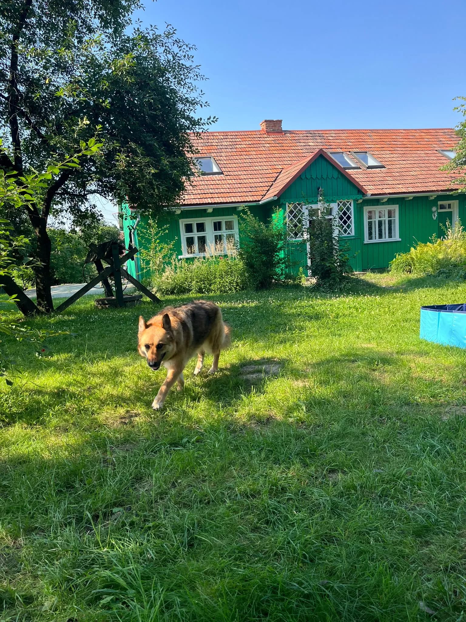 Pies biegnie przez ogród przed Chatką
