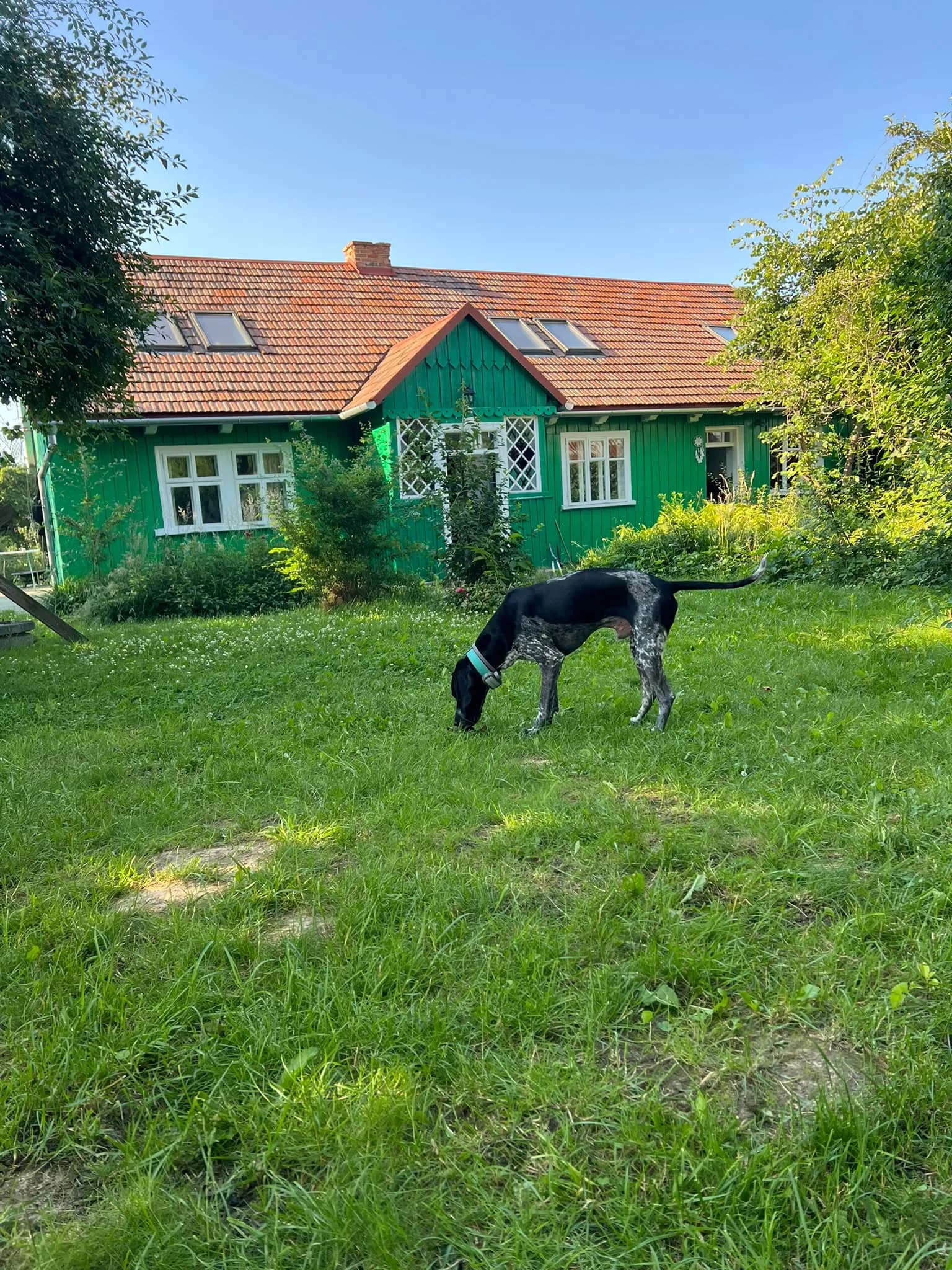 Pies węszy na trawniku przed Chatką