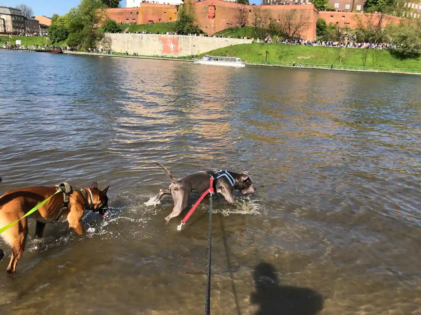 Szkolenie psów pod Wawelem